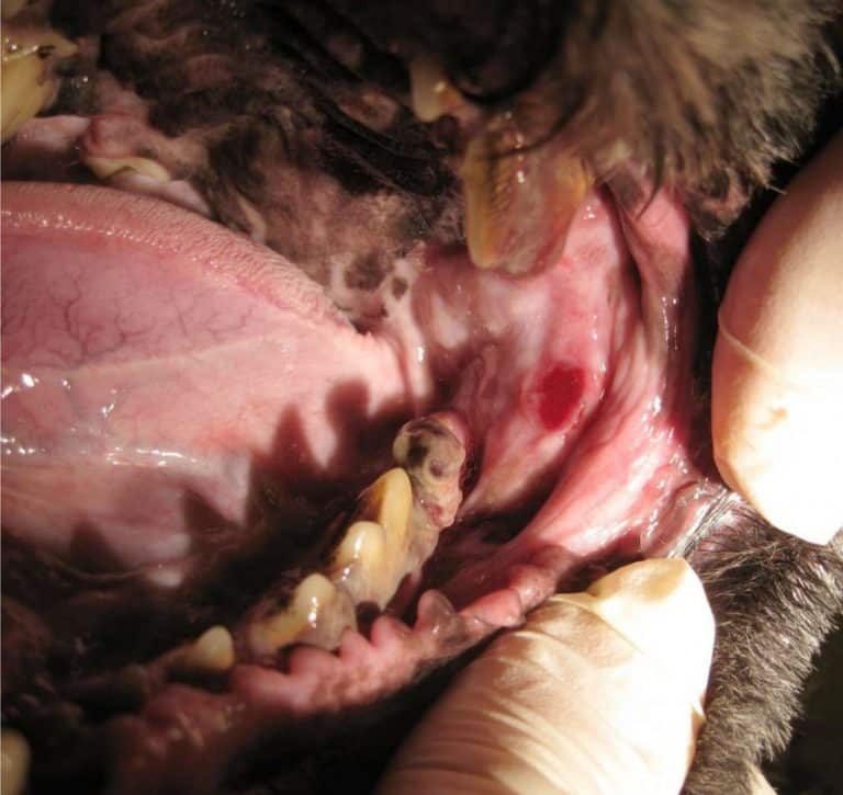 Artikel aus Fachzeitschrift Hund Katze Pferd Zahnklinik für Tiere